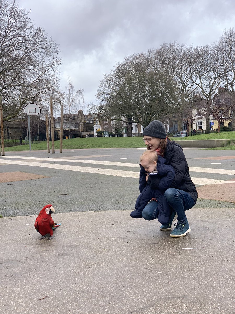 iamsmallhall's tweet photo. Best thing that happened today? Met a Macaw called Stella in our local park in Dalston. 🦜 @BBC6Music @shaunwkeaveny #lockdown2021 https://t.co/WS2aEI29xF