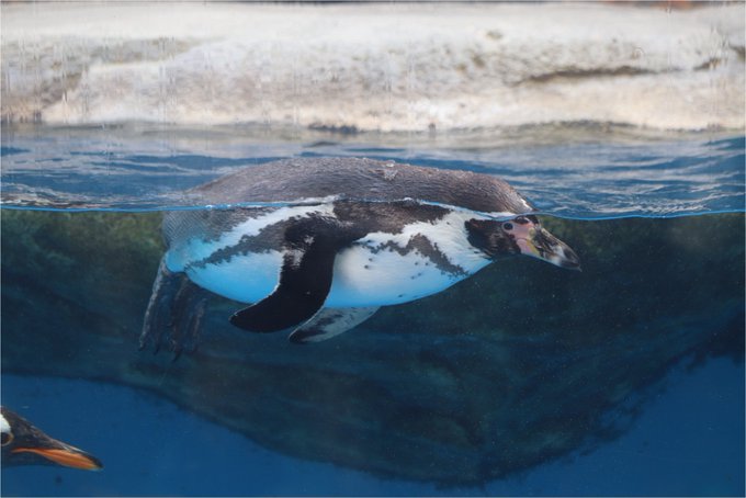 フンボルトペンギンのtwitterイラスト検索結果