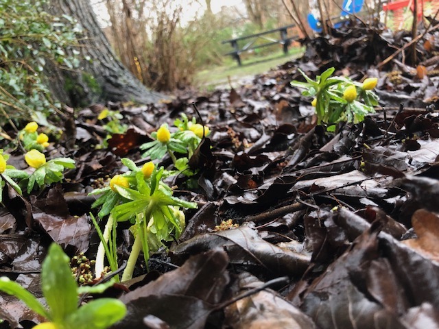 GrrGardenersNL's tweet photo. Daar zijn de winterakonietjes weer. Een vleugje zonneschijn op deze druilerige dag. 🌼
#buurtplein #vroegebloeiers #zetdebuurtinbloei #schaduwplant #buurtvergroeners #bloemexplosie #stinsenplant #knollen https://t.co/mfHHr0MDdy