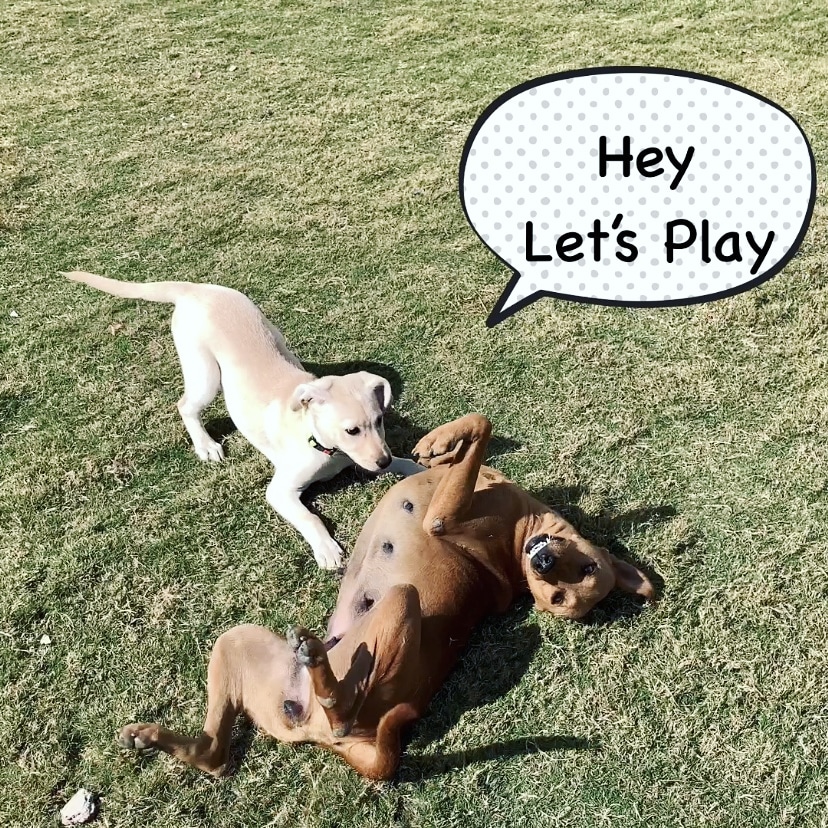 Daisythelabra's tweet photo. First time my  puppy play with stray dog
Please check it 🥰🐾🐾
I think Daisy also deserve loves from you  🥺❣️
https://t.co/axxUBN34q2

#YouTubers #youtubechannel #YouTubeOriginals #YouTubeVideo #dogsoftwitter #DOGS2021 #dogsandcatsmakeslifebetter https://t.co/m3oKnez272