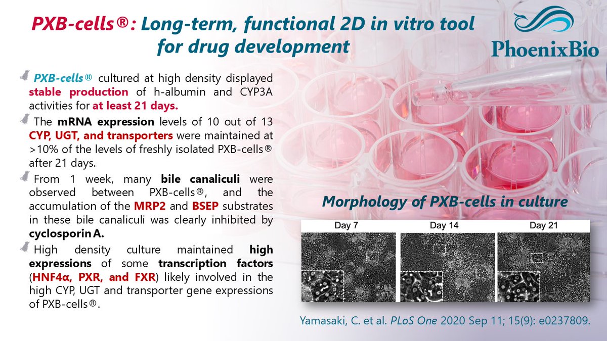Open access paper with characterization of PXB-cells® shows that PXB-cells® retain the benefits of fresh human hepatocytes, allow on demand supply from the same donor and show high activity of human specific enzymes and transporters: kmthepatech.com/robust-human-h…