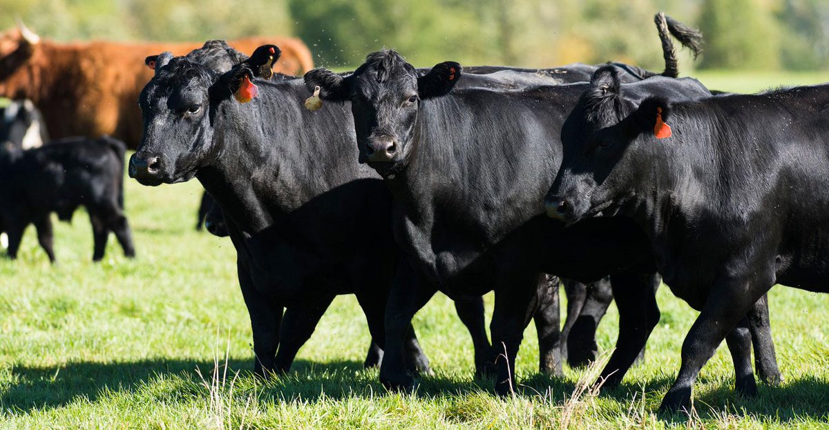 Farm Press (@farmpress) on Twitter photo Ramping up AI use in beef- New collaboration between ABS and The Bair Ranch aims to demonstrate advanced breeding tools at work. bit.ly/39oVqGl
<a href="/Willie1701A/">Willie_Vogt</a>
<a href="/ABS_Global_Inc/">ABS Global, Inc.</a> Ramping up AI use in beef- New collaboration between ABS and The Bair Ranch aims to demonstrate advanced breeding tools at work. bit.ly/39oVqGl
<a href="/Willie1701A/">Willie_Vogt</a>
<a href="/ABS_Global_Inc/">ABS Global, Inc.</a>