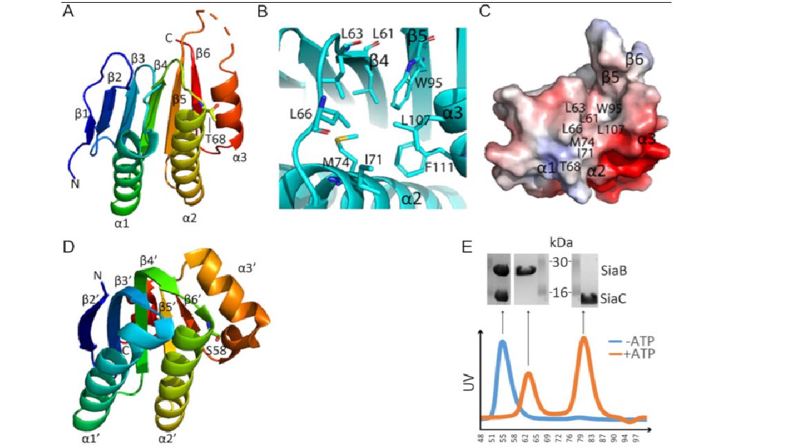 Crystals of the SiaABC domain grown using the <a href="/molecularD/">Molecular Dimensions</a> JCSG+ and Morpheus screens helps researchers to better understand biofilm growth
doi: 10.1371/journal.pone.0241019

Find out more about our screens here: hubs.ly/H0DkpkH0
