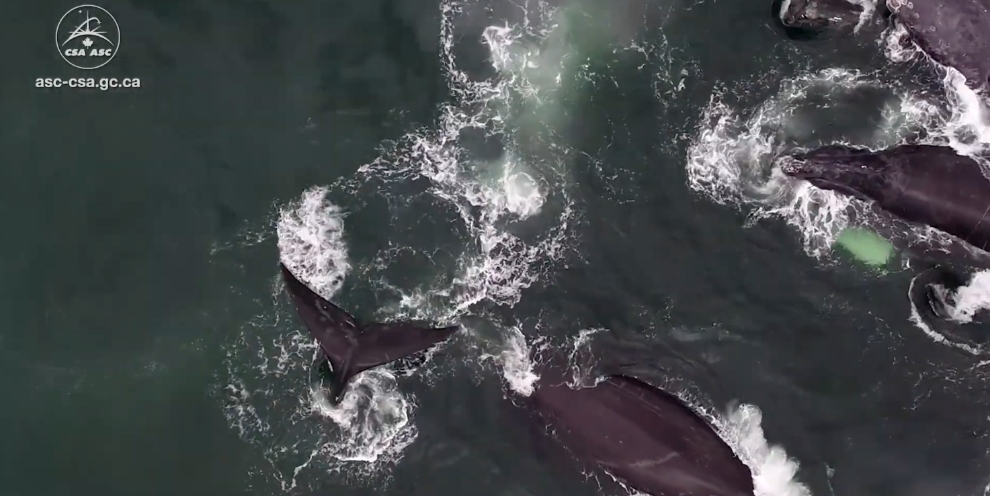 CanadaInSpace's tweet photo. The Canadian Space Agency’s smartEarth funding expands to protect endangered right whales with satellite data https://t.co/jDSEMItGXO #cdnspace #CSA #ASC #RightWhales #smartEarth #smartWhales #EO #earthobservation https://t.co/547ONBNaay