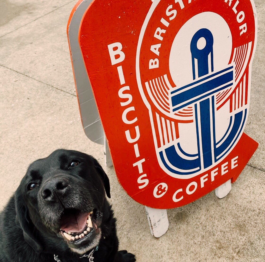 When doggo understands the sign. 😄🤤

P: @chaseing_nashville 🐶 #goforgold 💙❤️