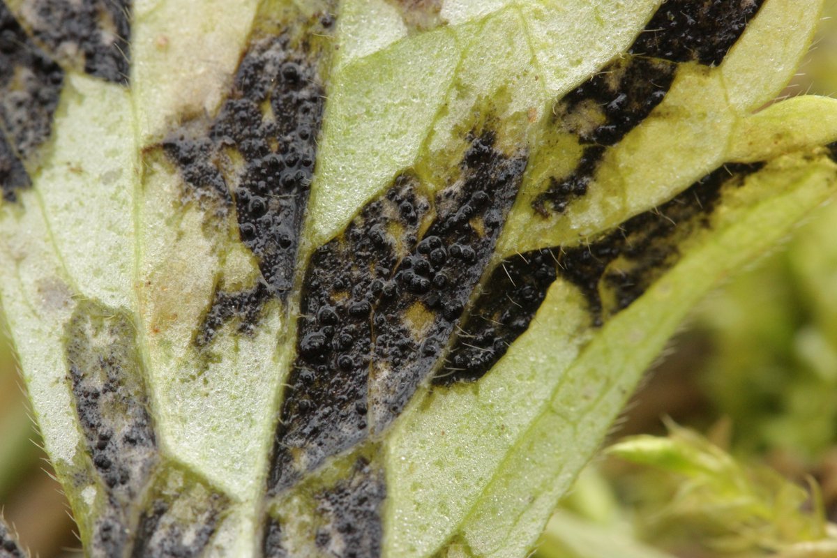 RPilze's tweet photo. Leptotrochila ranunculi ex Ranunculus repens
#Leptotrochilaranunculi #Leptotrochila #Ranunculusrepens #Ranunculus #KriechenderHahnenfuß #creepingbuttercup #renonculerampante #ranuncolostrisciante #botóndeoro #mushroom #mushrooms #fungus #fungi #pilz #pilze #champignons https://t.co/lTgNsju424
