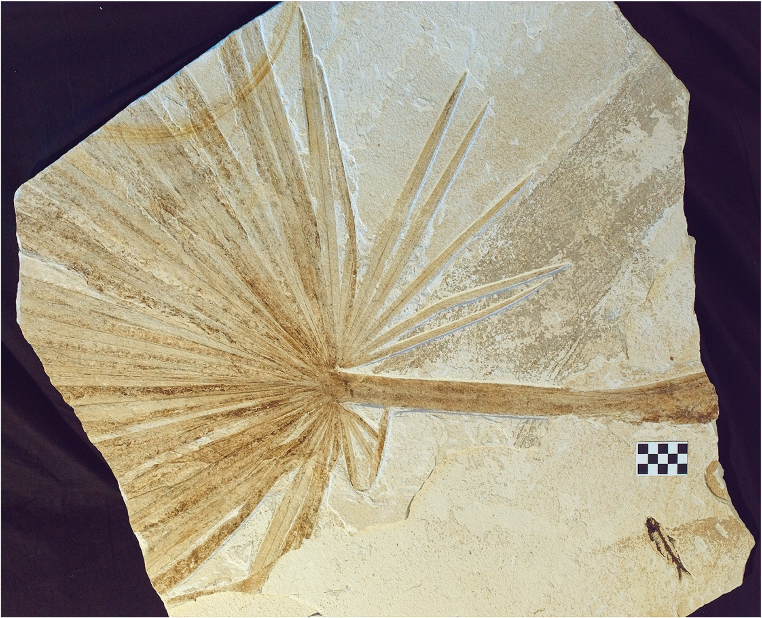 Antonelli Lab tweet media