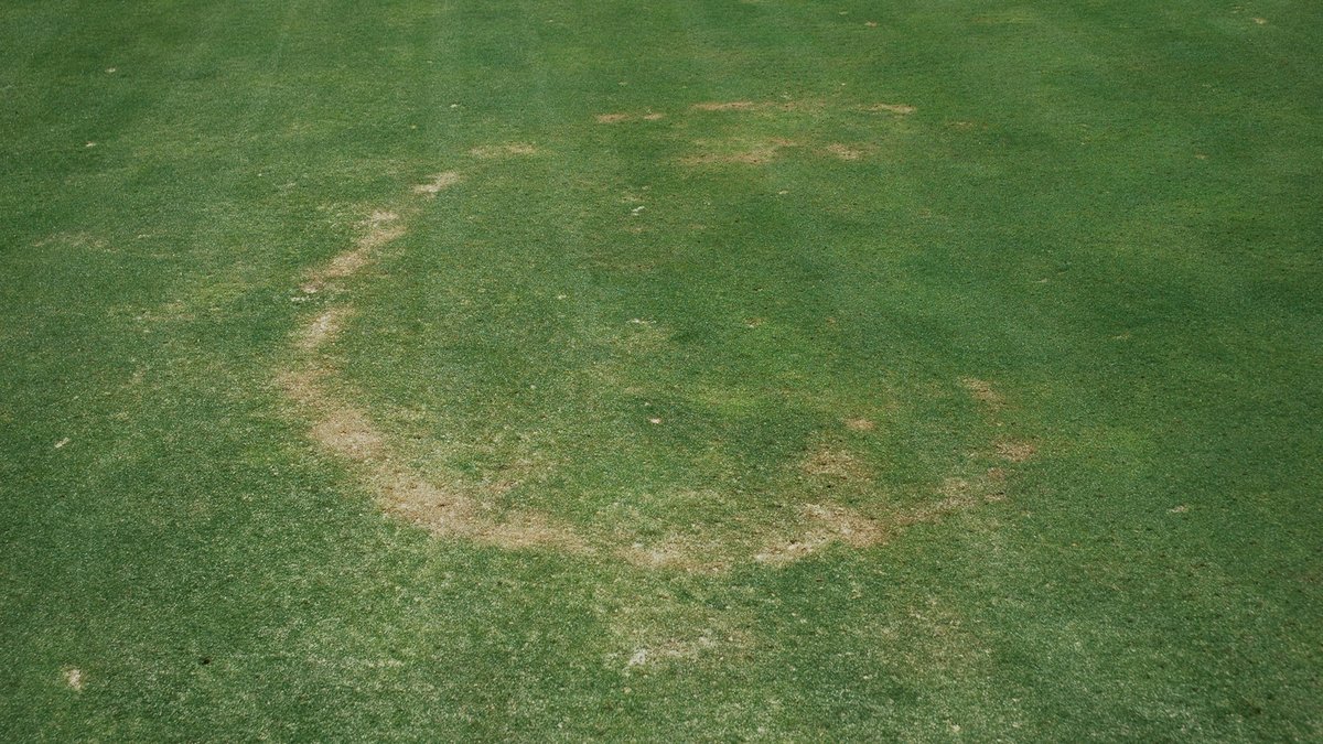 SyngentaTurf's tweet image. With our Preventative Fairy Ring and Take-all Root Rot Assurance Program, developed by experts to give you guaranteed season-long control, you can put an end to #takeallrootrot and #fairyring on your #turf. 

Stop fairy ring now: ow.ly/ua2A50DhS2O