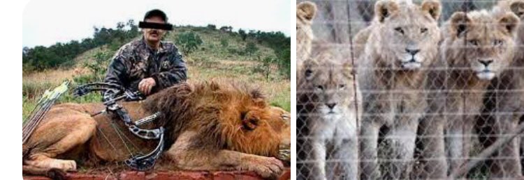 Lin11W's tweet photo. CANNED HUNTING 🤬🤬. Exotic animals bred in small enclosures purely for shooting by pyschopathic hunters . Conservation ? Like hell it is . Purely to satisfy their evil blood lust and line the pockets of the scum who promote these trips . #Bancannedhunting https://t.co/5TW8qvzVqk