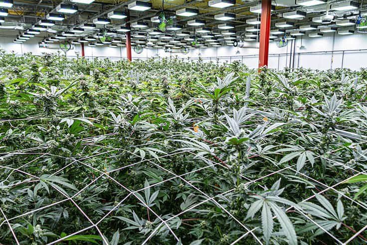 RevolutionMicro's tweet image. Curaleaf and Revolution Microelectronics make a beautiful team when it comes to quality cannabis cultivation. Companies that care about environmental impact and product quality understand that LED lighting technology is the future.