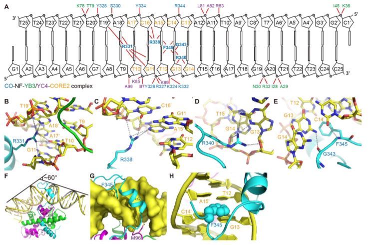 ThePlantCell's tweet photo. Structural insights into the multivalent binding of the Arabidopsis FLOWERING LOCUS T promoter by the CO-NF-Y master transcription factor complex #Constans #PlantScihttps://buff.ly/3a8fVqe https://t.co/EBAhOliqtU