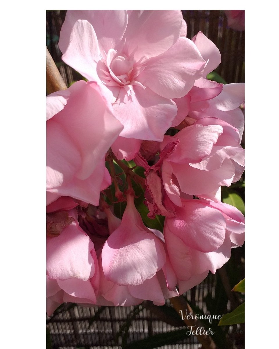 MISSCFofficiel's tweet photo. Mes Photos📸 Flowers Géranium #PHOTOS #photoday #photooftheday #photograghy #cotesdazur https://t.co/pQfKWAq6uC