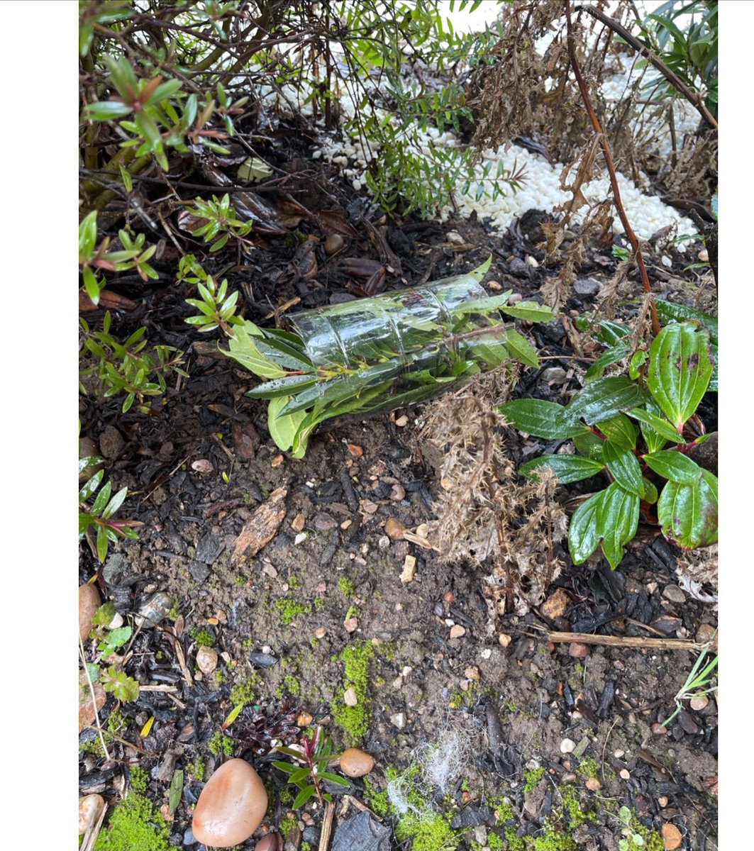 Garbett_HMCS's tweet image. After learning about them in science our Barn Owls have been making their own microhabitats this week! 🕷🪲🐛🦋 @HMC_School @AMarsden_HMCS @OakNational #Phase2HomeLearning #ScienceAtHome #PrimaryScience #HandsOnLearning #Microhabitats #Year2