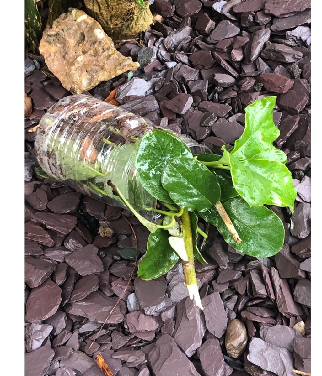 Garbett_HMCS's tweet image. After learning about them in science our Barn Owls have been making their own microhabitats this week! 🕷🪲🐛🦋 @HMC_School @AMarsden_HMCS @OakNational #Phase2HomeLearning #ScienceAtHome #PrimaryScience #HandsOnLearning #Microhabitats #Year2