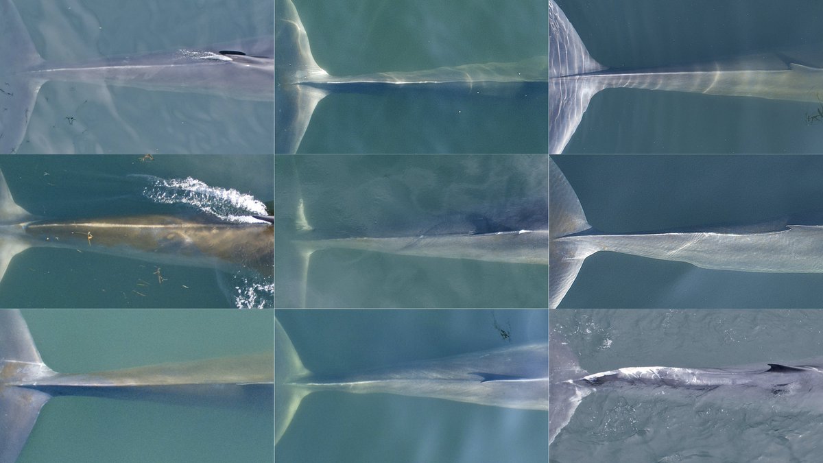 Paper on entanglement in rorqual whales is out. Fin and blue whales in St. Lawrence are at way higher risk than acknowledged in recovery plans/strategies
<a href="/MICScanada/">MICScanada</a> <a href="/BaleineMagazine/">Baleines en direct</a> <a href="/AShields_Devoir/">Alexandre Shields</a> 

int-res.com/articles/esr20…
