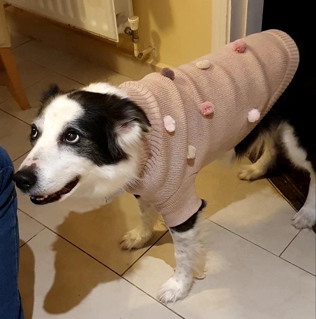 It's a jumper. #DogsofTwittter #bordercollie