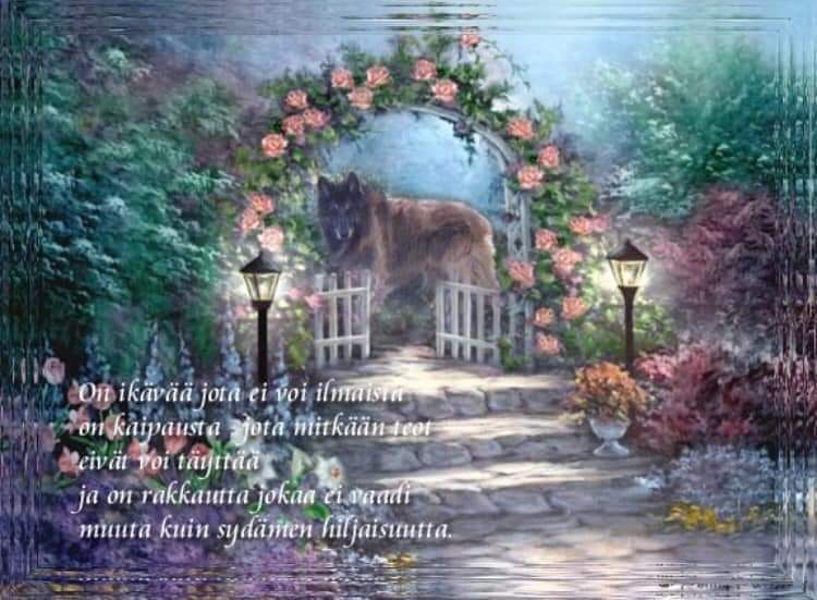Ullapia's tweet photo. Sunny💔30.7.2010-28.1.2021 #belgianpaimenkoira #tassuterapeutti viimeinen käsky annettu #vapaa https://t.co/9Ua43IkpmX