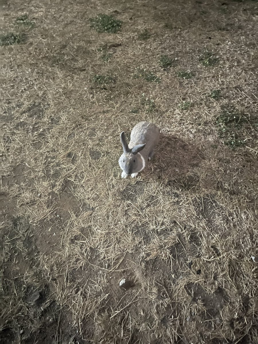 มีกระต่ายเข้าบ้ายมาในวันพระจันทร์เต็มดวง