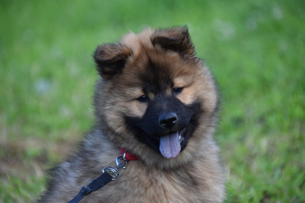 AportePets's tweet photo. Like and share! https://t.co/mysPWoSXbM