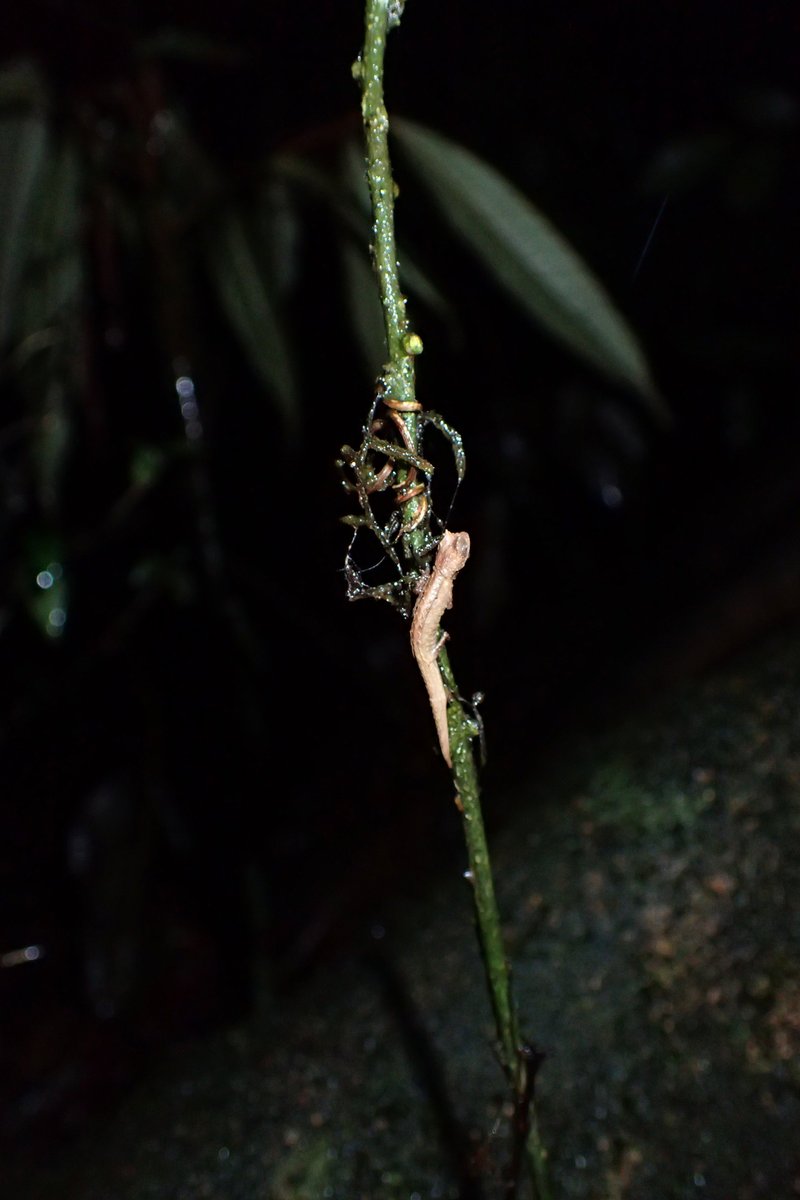So now to the burning question: how the hell do you even find a tiny chameleon? Well, it takes a lot of practice, and in my experience, you have to be looking specifically for them, because they're damn small and very well hidden both night and day. (8/21)