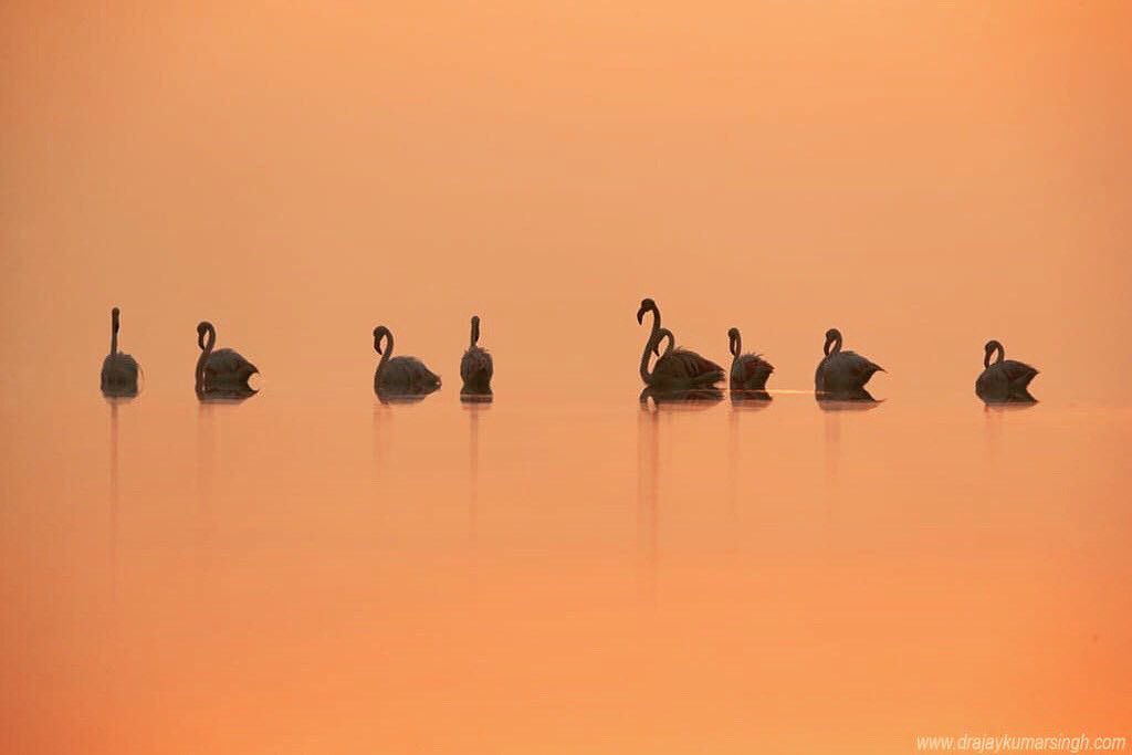 Draksphotos's tweet photo. Greater Flamingos, Bahrain
#GreaterFlamingos #DramaticHue #Flamingos #sunrise #wildlife #bahrain https://t.co/ml9WVYEuYE