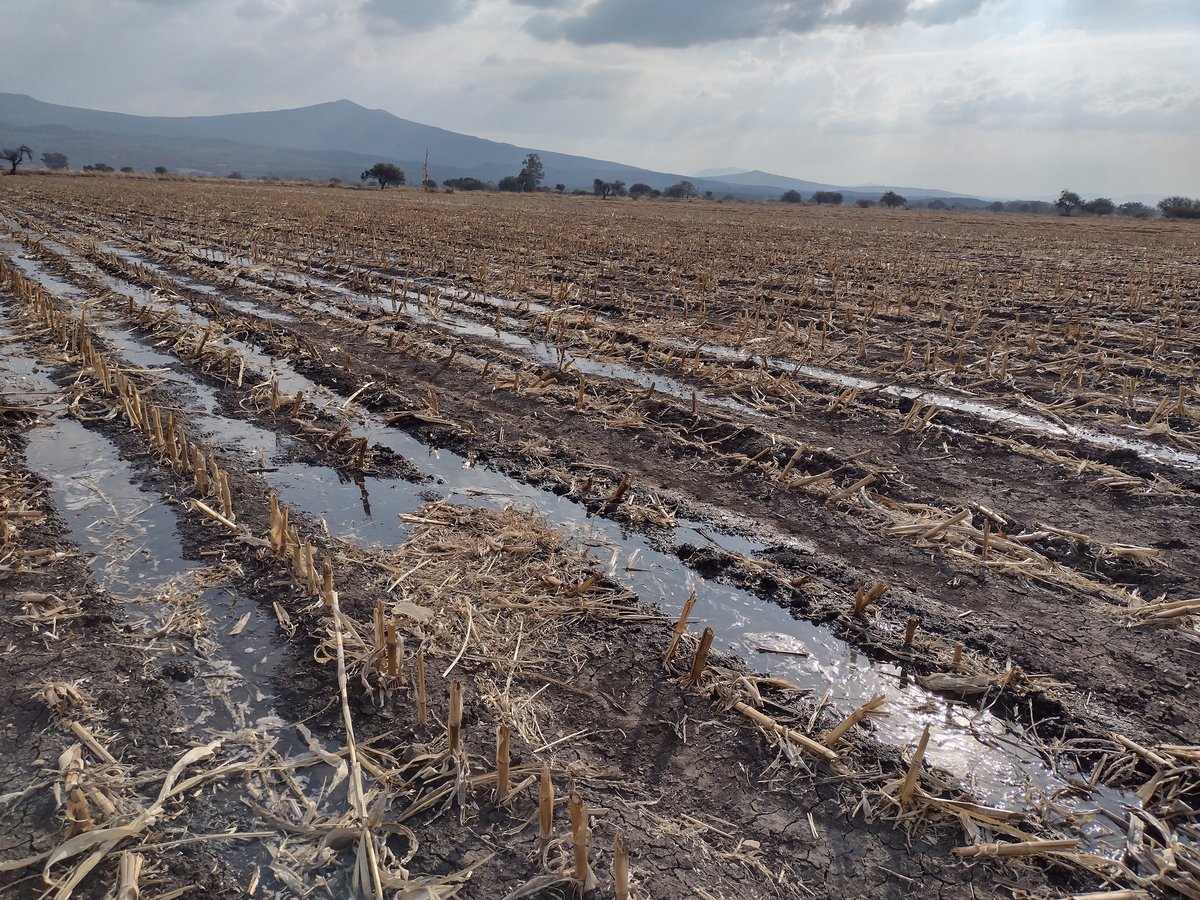 JValenteVG's tweet photo. Establecer Garbanzo blanco en AC, @MasAgroGto Moncada @mpiotarimoro AE y el apoyo del @ACCIMMYT @SDAyR_GTO en benefició del ambiente @Maniibanez @Agricultura_mex @AmadorAguillon https://t.co/roALHWga0O