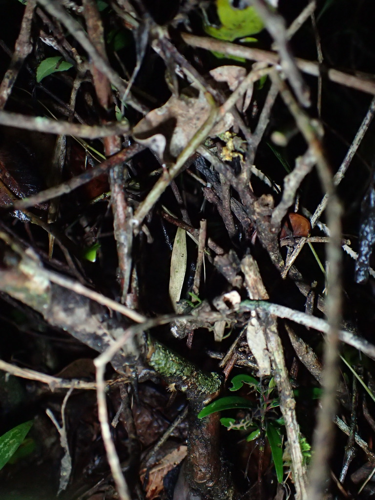 At night, pretty much all chameleons roost above the ground on some kind of plant. They also reflect torchlight a little, so with good eyes you can spot that (especially large species). Here are a few examples of B. minima and B. tuberculata.(9/21)