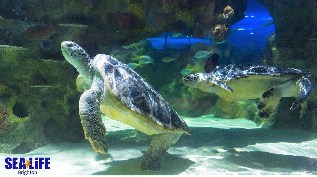 Feeling hungry?! Our Turtles are!

Join us over on our Facebook page on Wednesday 3rd February at 11am for a LIVE event where we feed our Green Sea Turtles Lulu &amp; Gulliver! 

Our animal care team will be on hand to tell you about them &amp; you can also ask your questions to them!