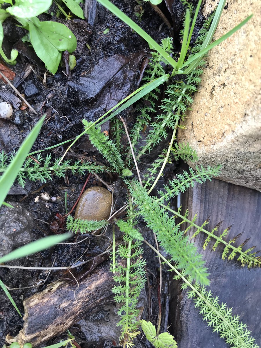 seed_ball's tweet photo. We spy the ferny leaves of yarrow too. #wildflowerpatch https://t.co/gVsXldYtB9