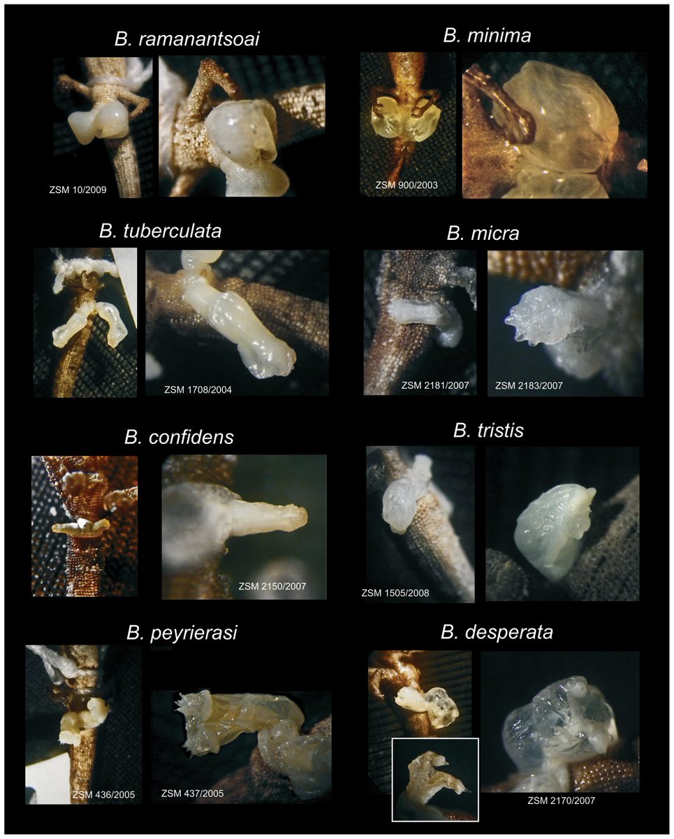 But in Evoluticauda, genital morphology stays quite simple, limiting variation mostly to  #JustTheTip. This figure from the 2012 paper on Brookesia micra and co shows a bit of that variation. https://journals.plos.org/plosone/article?id=10.1371/journal.pone.0031314(15/21)