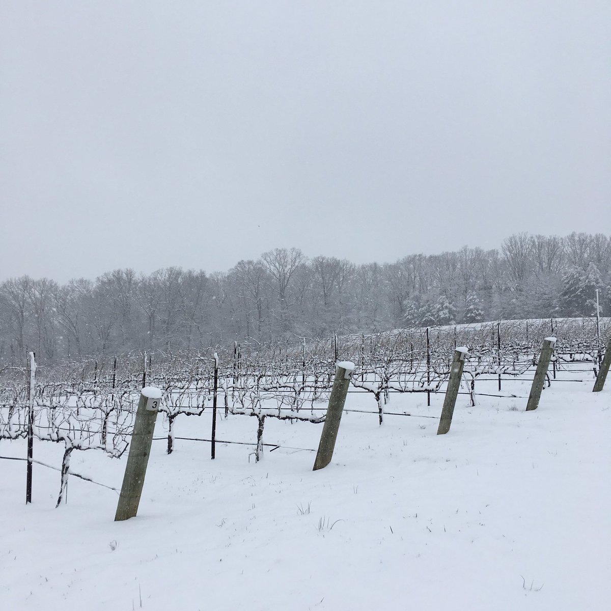 westwindwine tweet picture