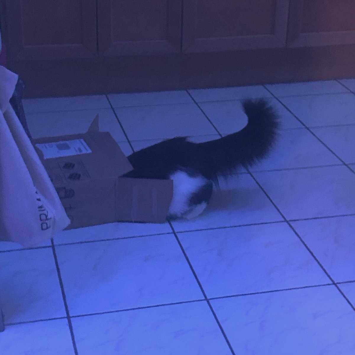 AryChaton's tweet image. Jo suis #chatcaché ! 😸