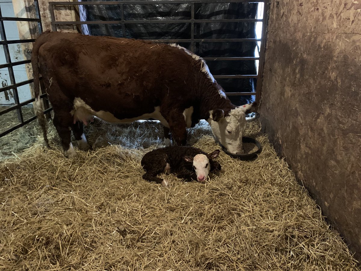 Two more Endure heifer calves born this morning. All is well w/ moms and daughters. On this #BellLetsTalk day, I want to acknowledge the positive #mentalhealth impact the animals and farm have on my life and reinforce the important role farmers play for Canadians. 
<a href="/CAN_Hereford/">Canadian Hereford</a>