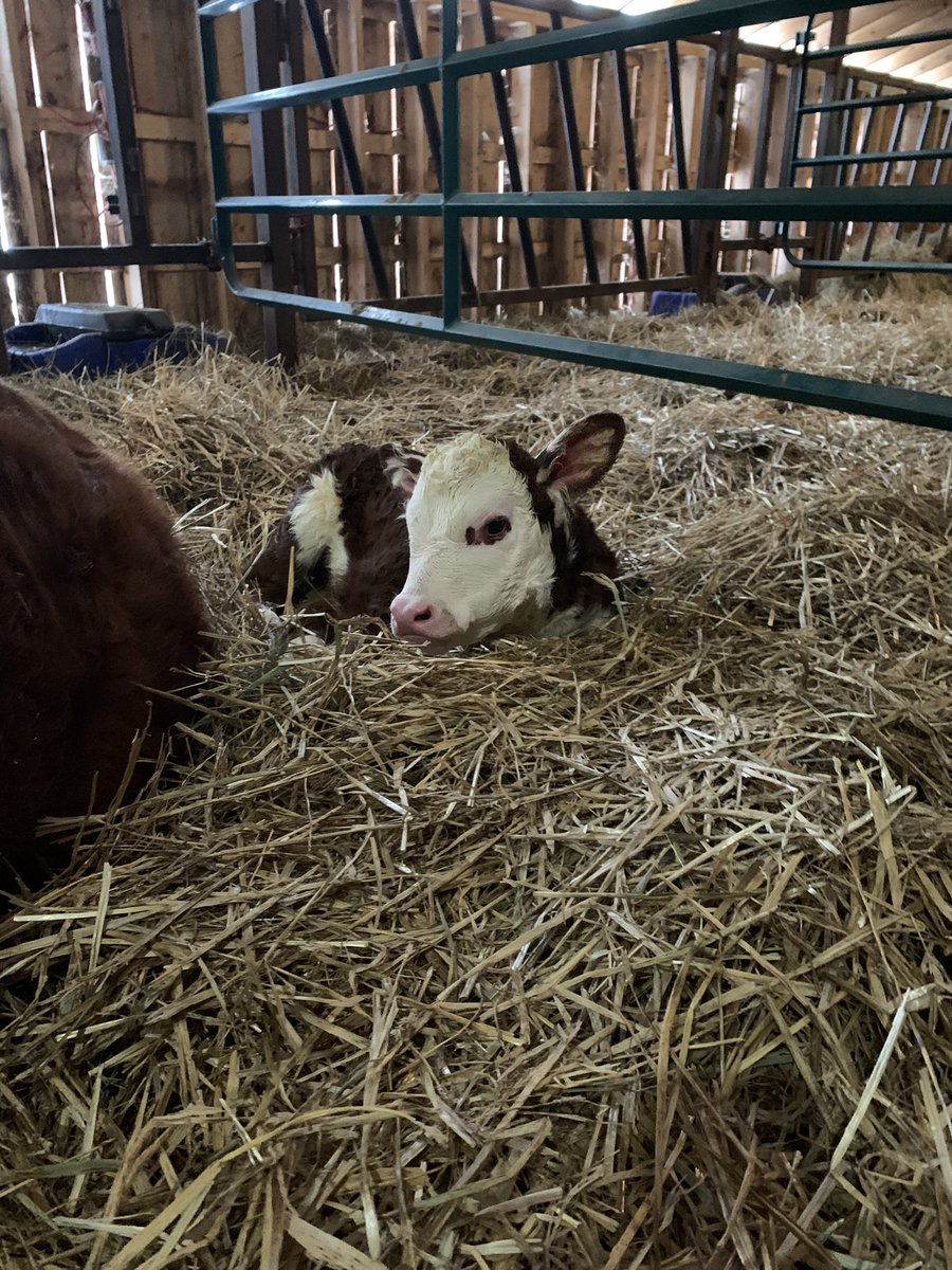 David Alward tweet media