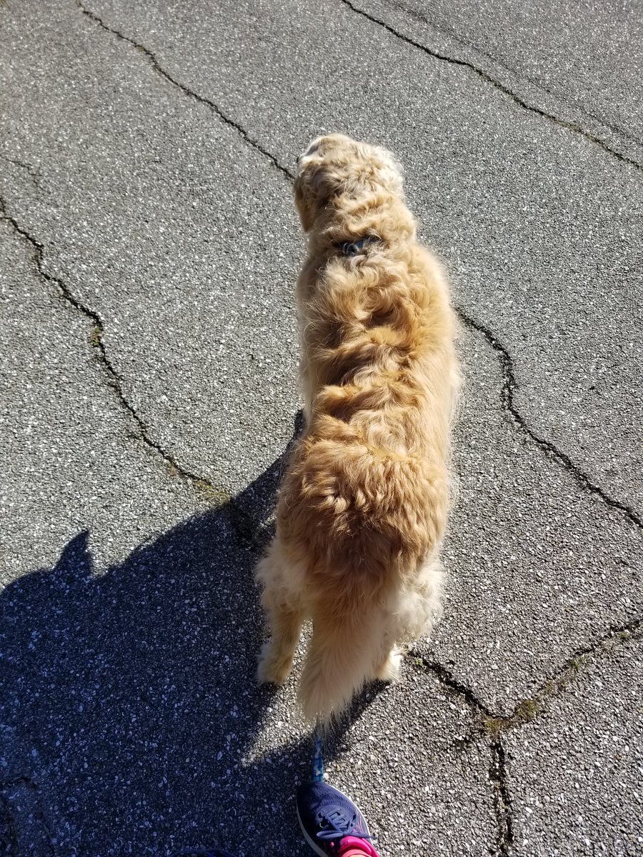 janicej1973's tweet photo. 5 walking/running mi today w/my furever training partner๐ it was a beautiful breezy 62ยฐ jaunt. Have a great day everyone โค๐๐ #runchat #ultratraining #fitness #running #walking #dancing #FLrunning #move #nature #grateful 4 our beautiful weather https://t.co/YsY2EbL4A5