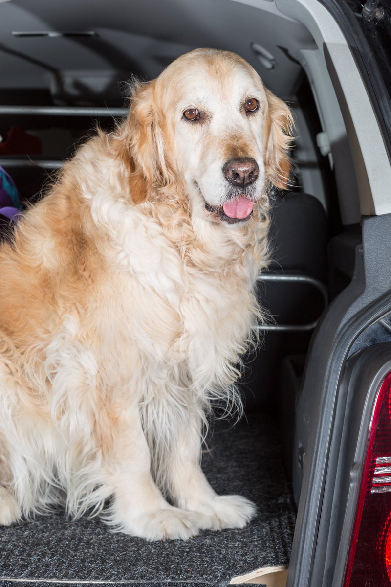 lovencarepets's tweet photo. Vet appointment? Long Distant Transport?  Call L &amp; C at 516-659-5733 for pet transport services. https://t.co/brDuULXPt4