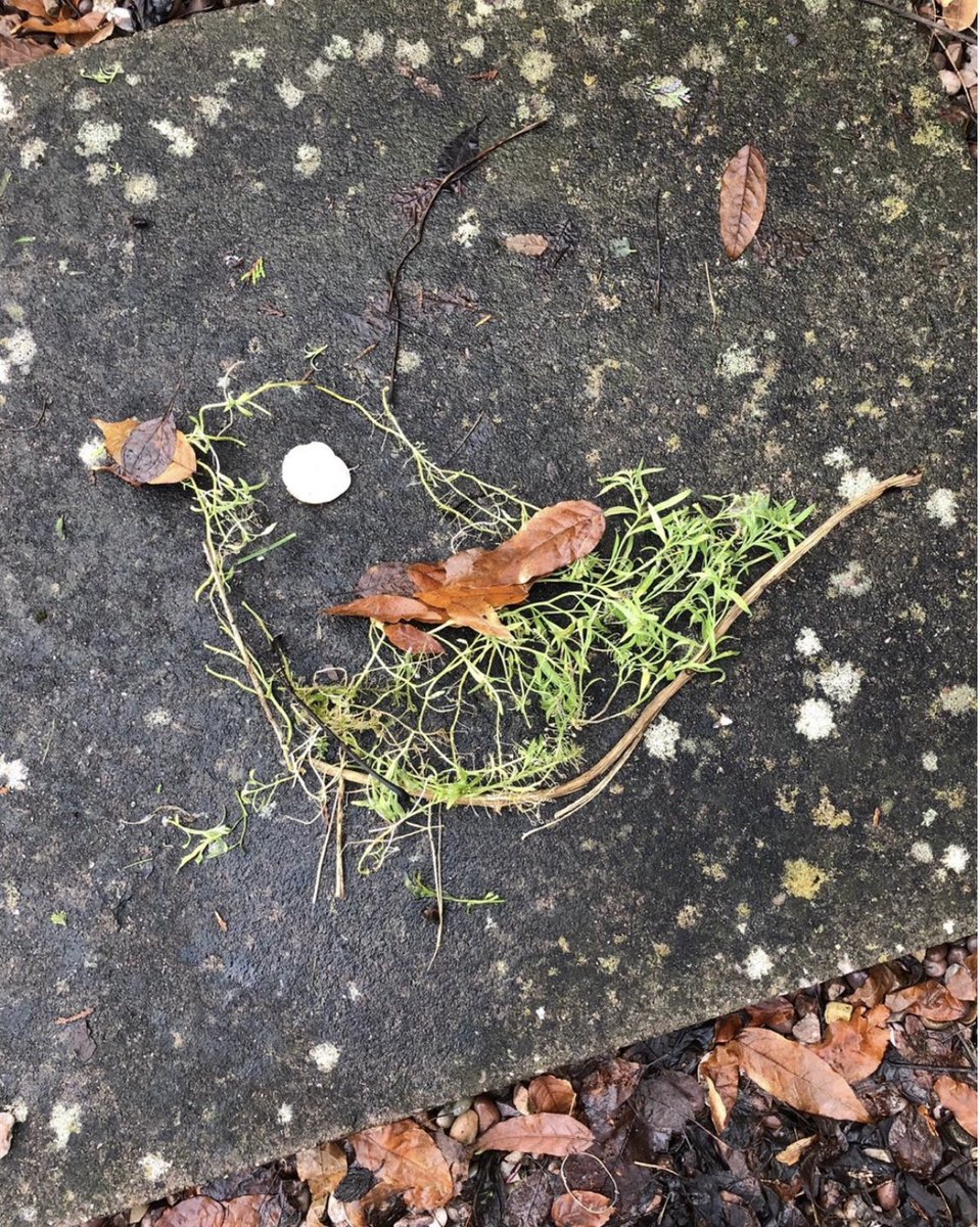 BPrimary's tweet photo. One of Receptions Remote Learning tasks today was to use resources they could find outdoors to create their favourite animals. We are so impressed with their creations! Well done Reception! #EYFS #inspirecreateachieve @ElliotFndtn https://t.co/zaB6QXdN73