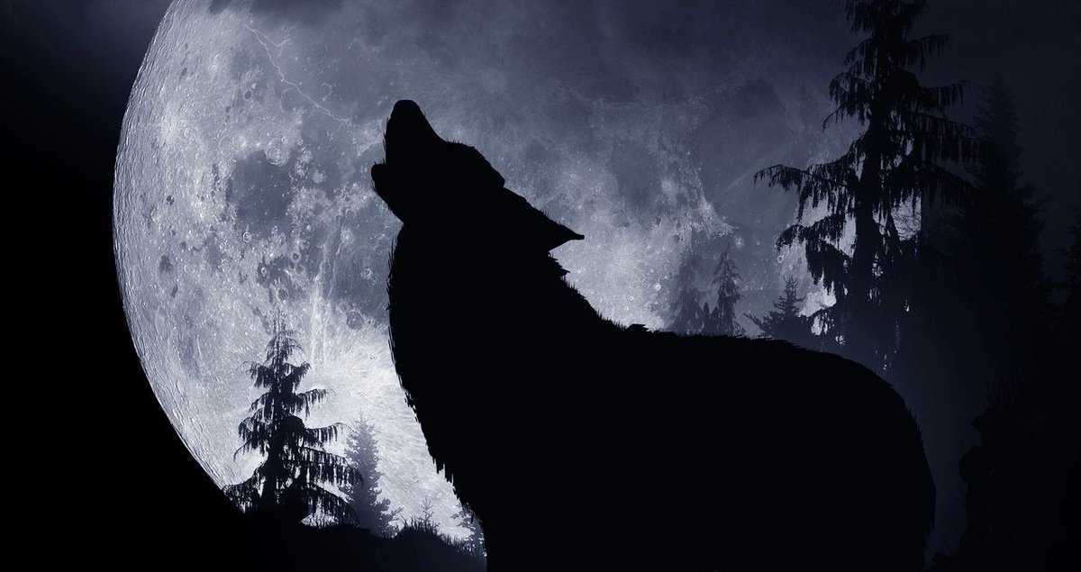 юрий хой сектор газа вой на луну обложка. видео вой на луну. всемирная ночь воя на луну. видео вой на луну. воющий волк.