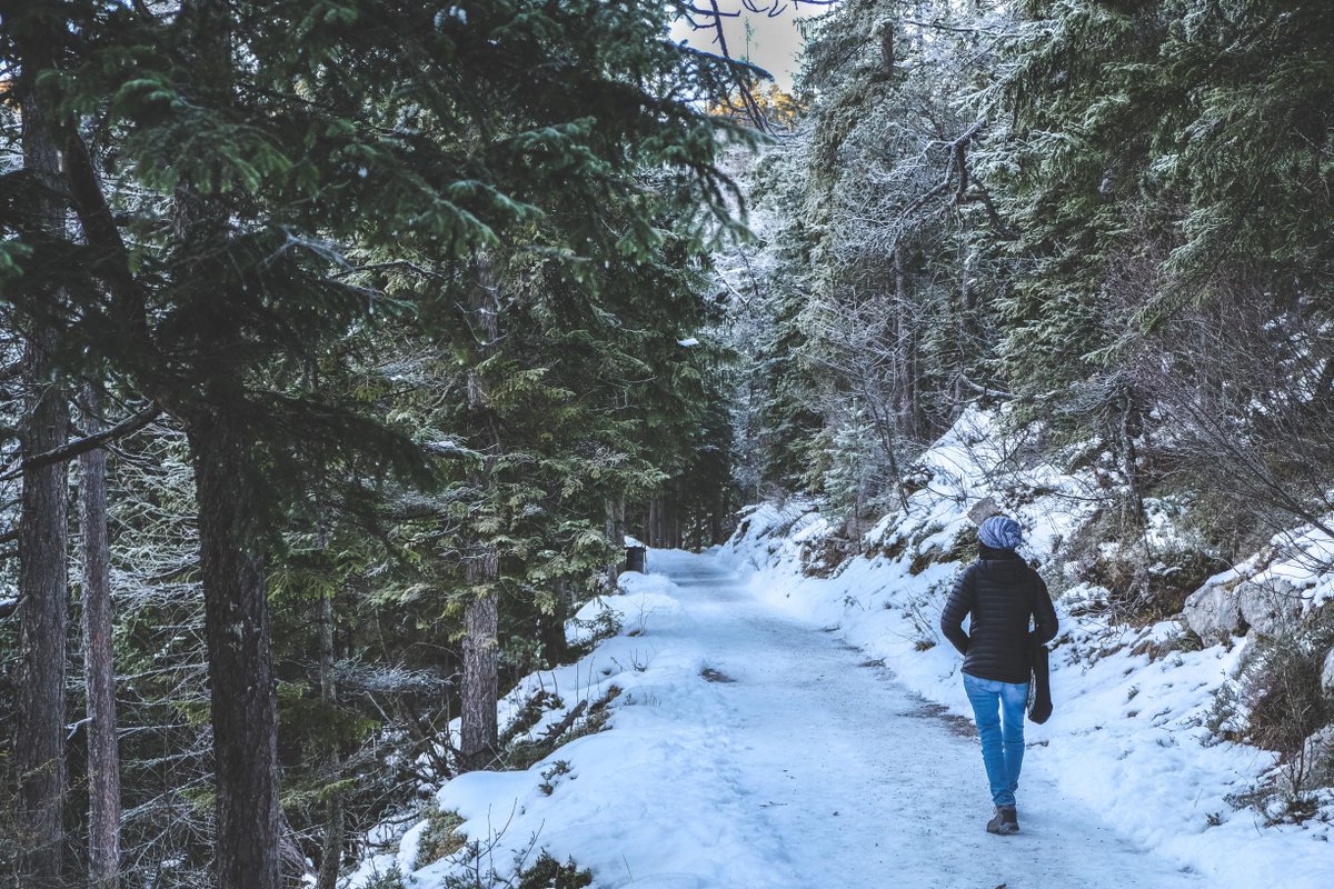 Forests Canada tweet media