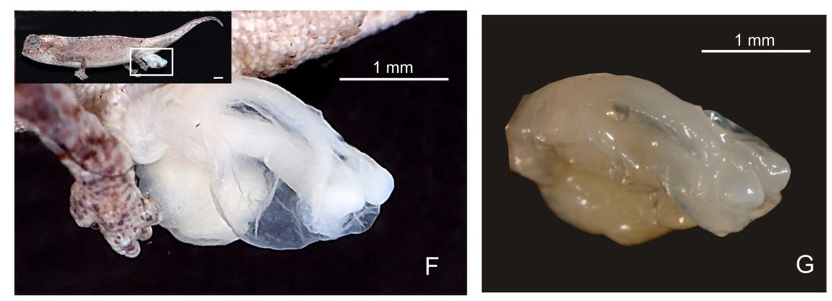 So when we looked at Brookesia nana, the genitals were one of the first things we examined. Sure enough, they are different from all other species. See for yourself if you can spot the differences to the last tweet. (16/21) from Fig. 5 of our new paper.