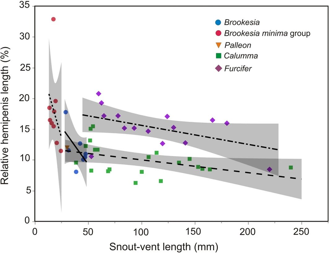 While we were doing this work, we also started to wonder if there is a pattern between body size and genital size, because we knew that B. tuberculata has extremely long hemipenis, and B. nana's seemed quite large as well. The answer: yes! (17/21)