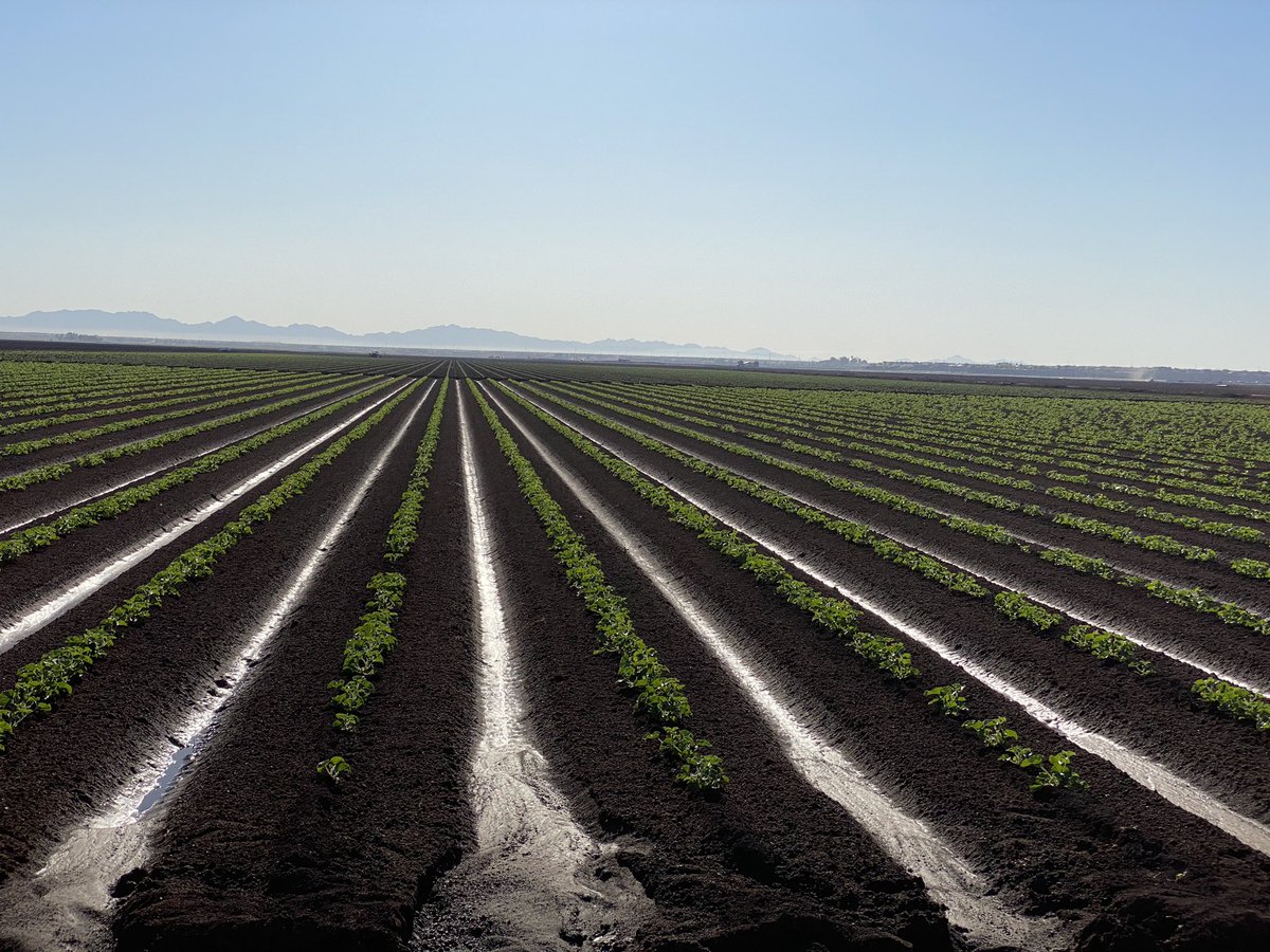 Then we sidedress fertilizer normally 100u/acre of UN-32, and layby Trifluralin herbicide before watering.