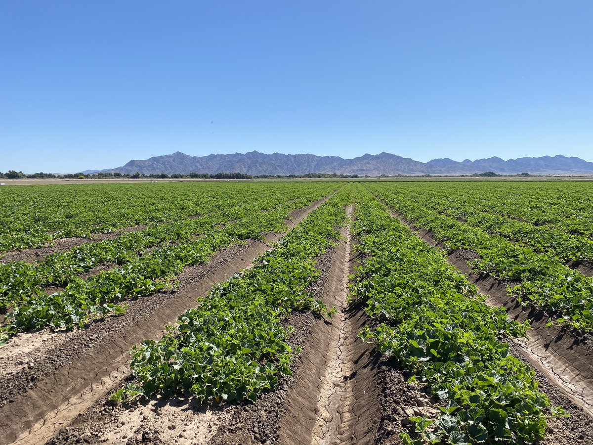 A couple of weeks later we’ve put bees on for pollination and already have our crown set of melons set(normally 300-400 cartons per acre of size 9 melons):