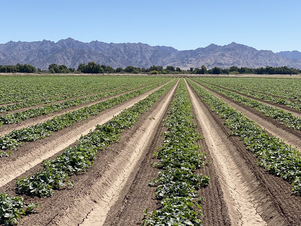 A couple of weeks later we’ve put bees on for pollination and already have our crown set of melons set(normally 300-400 cartons per acre of size 9 melons):