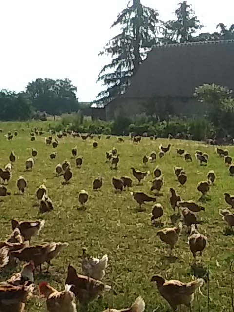 Micka03_RDN's tweet photo. @GabrielleDufou5 Une petite contribution pour démentir les images de #legacy. En France, l'agriculture est familiale, diversifiée, de qualité, respectueuse de l'environnement... https://t.co/Njhjoov679