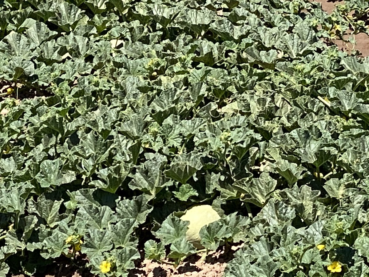 And before long, it’s harvest time...