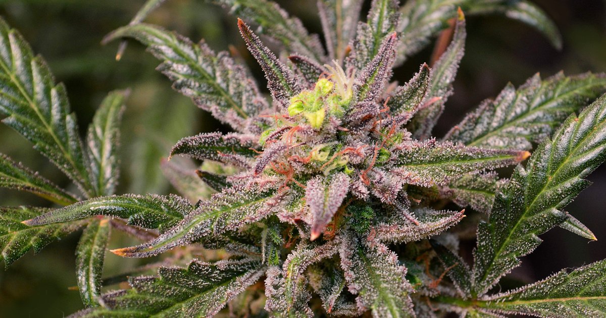 🌿 Seed strain: Wedding Cheesecake Auto (FastBuds)
🙋‍♂️ By: WildeWeed
📔 Source: growdiaries

🔍 Available on our website

A nice and creative daytime-smoke 🌬

#herbiesseeds #cannabisseeds #cannabiscultivation #gettinghigh #cannabiscommunity  #hemp #cannabis #marijuana