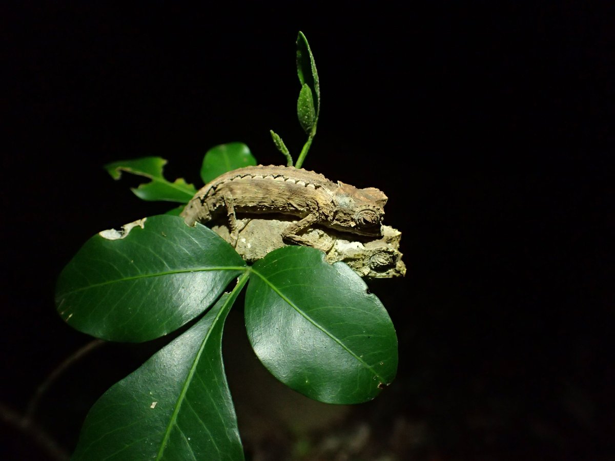 We know that Brookesia species have substantial sexual size dimorphism, with the males much smaller than females. The male in fact rides around on the female's back until she is ready to mate. So it makes sense that their genitals are limited in ways their bodies aren't (20/21)