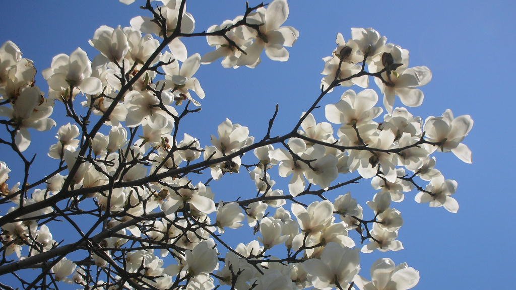 kamisama_kotoba's tweet image. When thoughts settle and you entrust yourself to the invisible power, an answer is revealed.

思考が緩み見えない力に委ねたとき
答えがおろされます。
#entrust #委ねる #invisible_force #見えない力