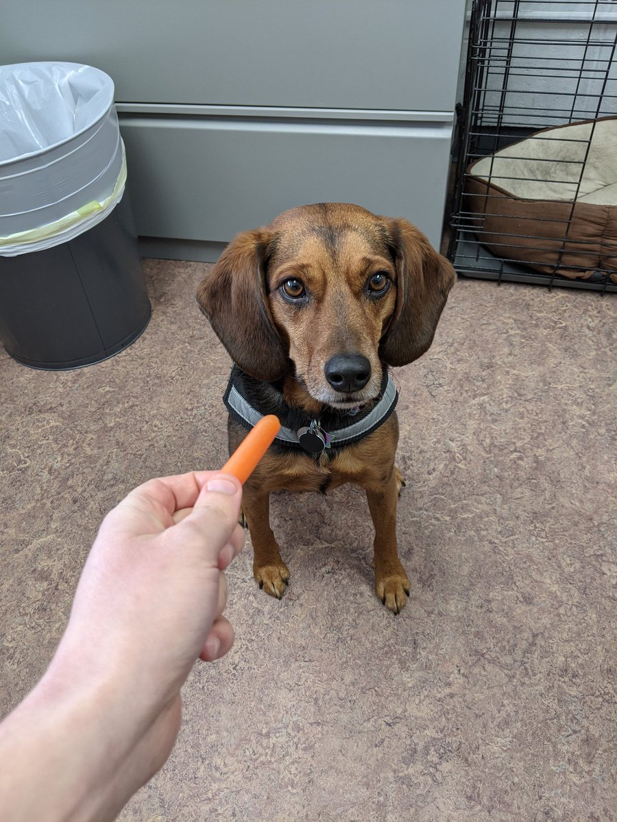 Lydia the Therapy Dog 🐕 tweet media